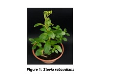 Genic Simple Sequence Repeat Markers associated with genes of important agronomic traits in Stevia rebaudiana