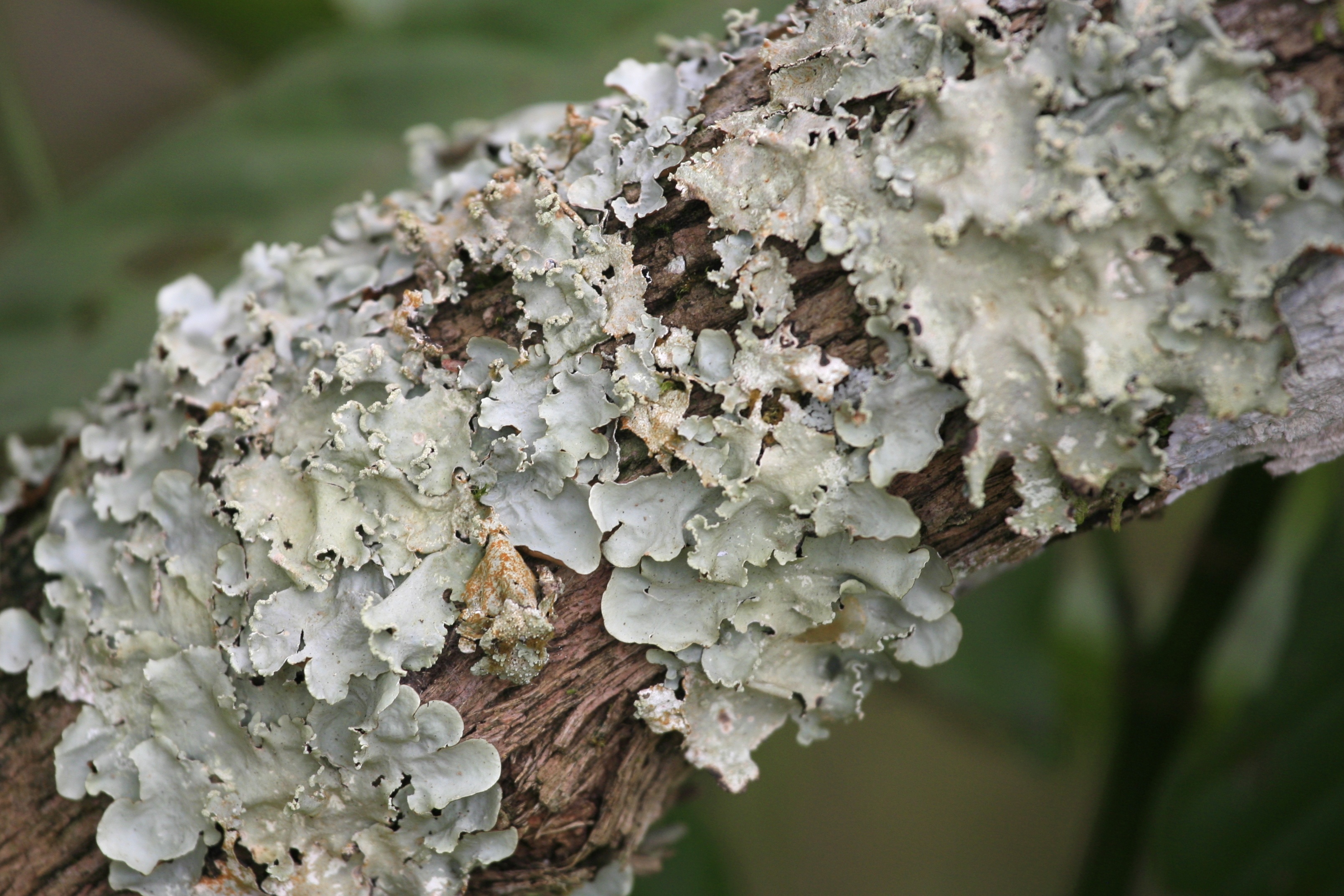 Lichens: A Remarkable Indicator of Pollution
